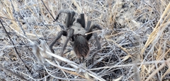 Aphonopelma