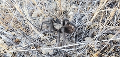 Aphonopelma