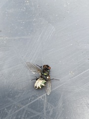 Entomophthora