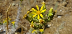 Heterotheca sessiliflora