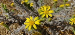 Heterotheca sessiliflora