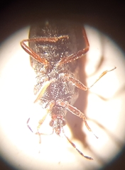 Anthocoridae