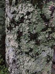 Punctelia missouriensis