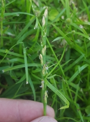 Stenotaphrum dimidiatum