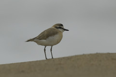 Charadrius marginatus