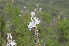 Asphodelus cerasiferus