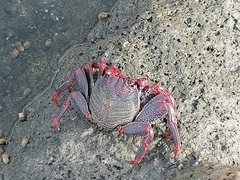 Grapsus adscensionis