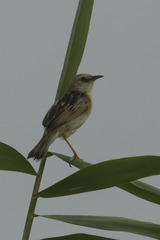 Cisticola galactotes galactotes