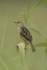 Cisticola tinniens