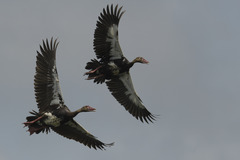 Plectropterus gambensis