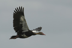 Plectropterus gambensis