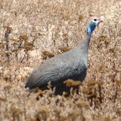 Numida meleagris coronatus