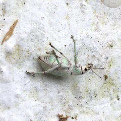 Compsus viridivittatus