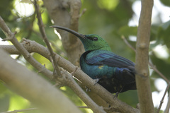 Nectarinia famosa famosa