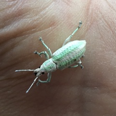 Compsus viridivittatus