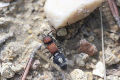Ronisia brutia