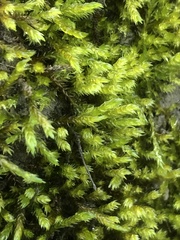 Hygrohypnum luridum