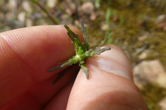 Bellardia trixago