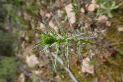 Bellardia trixago