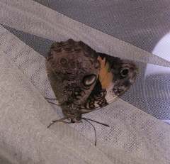 Opsiphanes invirae