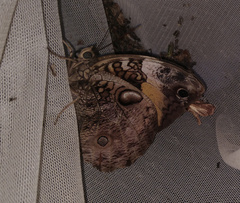 Opsiphanes invirae