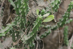 Euphorbia neriifolia