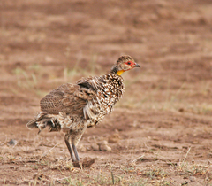 Pternistis leucoscepus