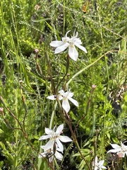 Moraea viscaria
