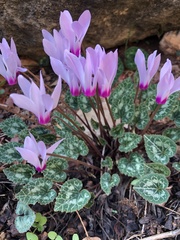 Cyclamen persicum