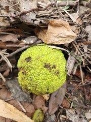 Maclura pomifera