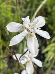Moraea viscaria
