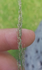 Eragrostis tenella insularis