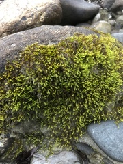 Hygrohypnum luridum
