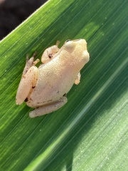 Tlalocohyla smithii