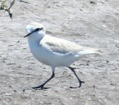 Charadrius marginatus marginatus