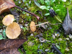 Agaricomycotina