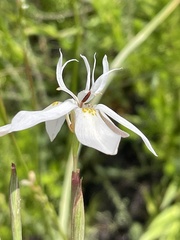 Moraea viscaria