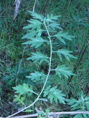 Artemisia verlotiorum