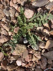 Sisymbrium altissimum