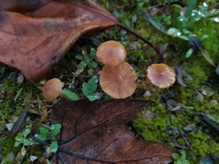 Agaricomycotina