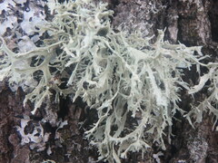 Evernia prunastri
