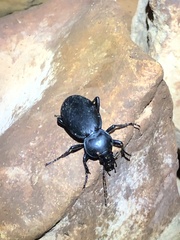 Carabus
