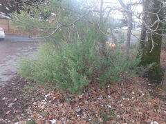 Ulex europaeus