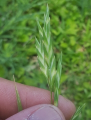 Bromus catharticus