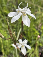 Moraea viscaria