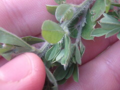 Ulex europaeus