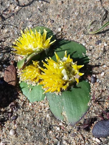 Massonia triflora