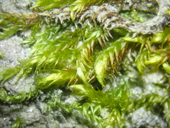 Hygrohypnum luridum