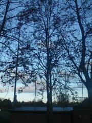 Platanus occidentalis