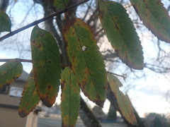 Platanus occidentalis
